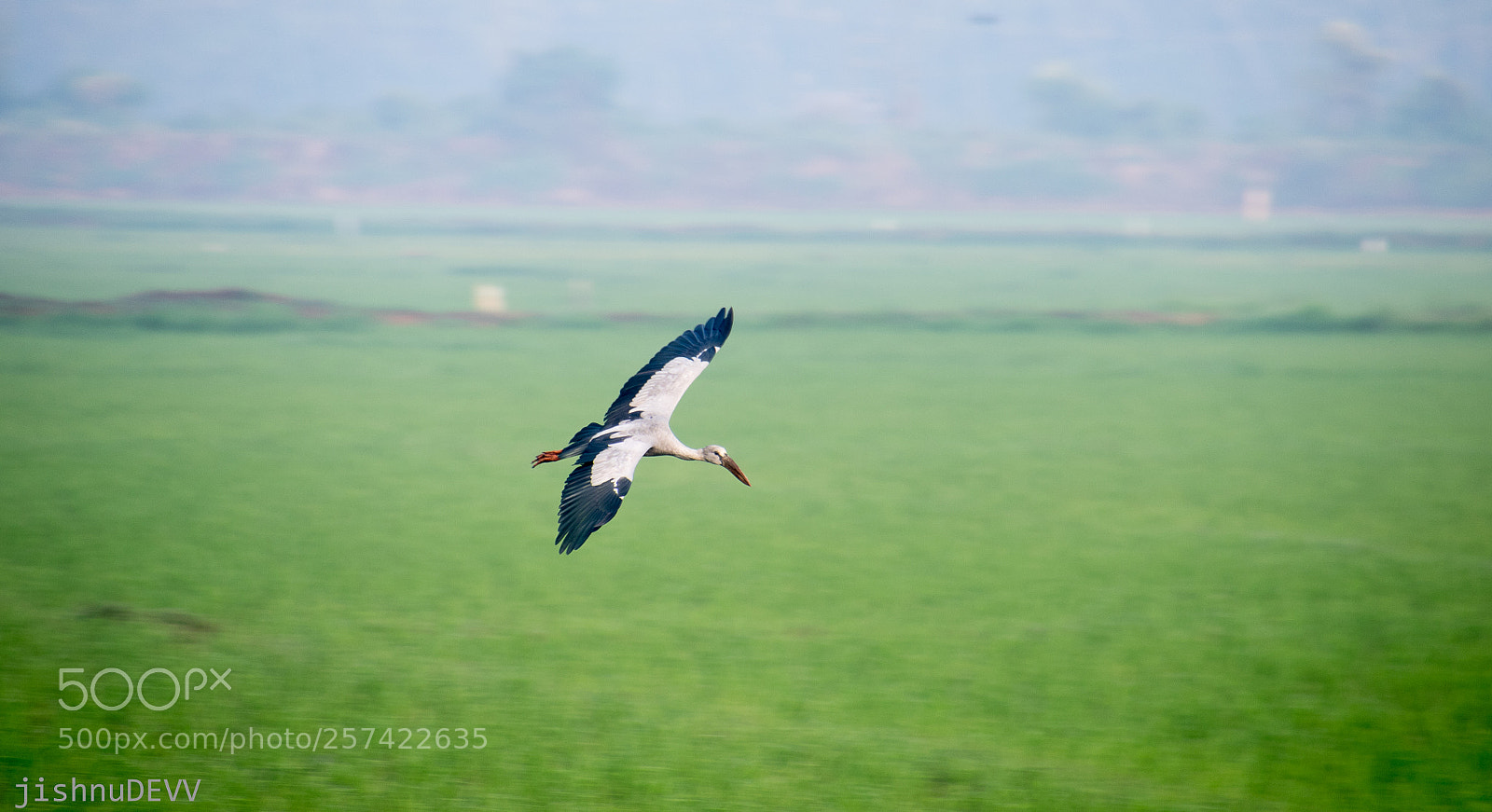 Canon EOS 7D Mark II sample photo. Asian open bill stork photography