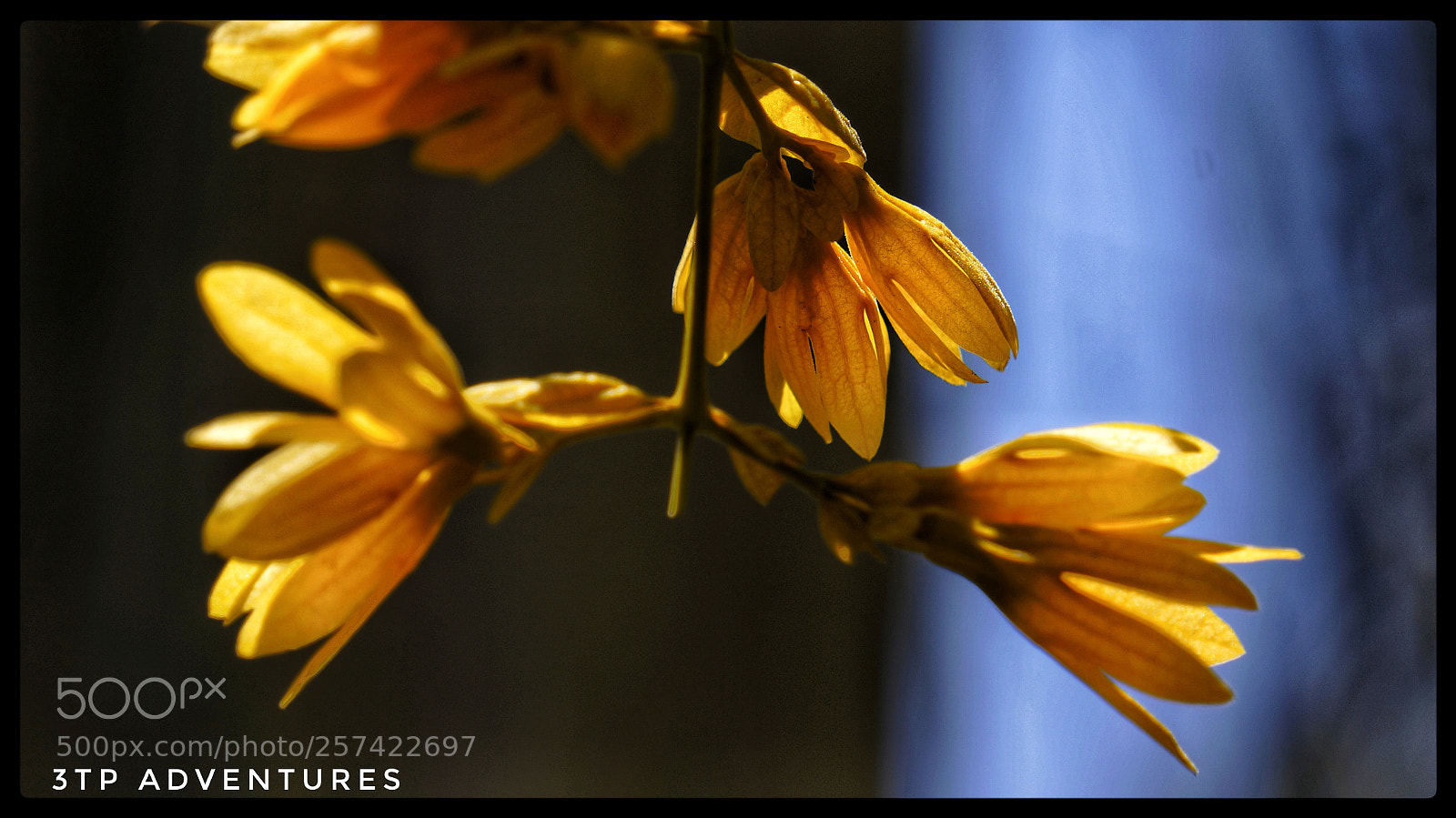 Sony Alpha NEX-5N sample photo. Untitled photography