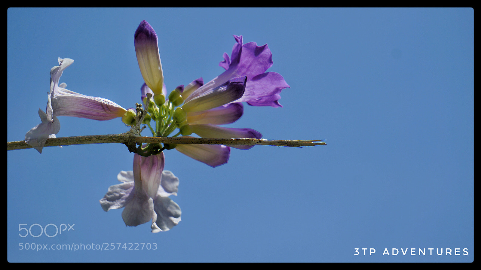 Sony Alpha NEX-5N sample photo. Untitled photography