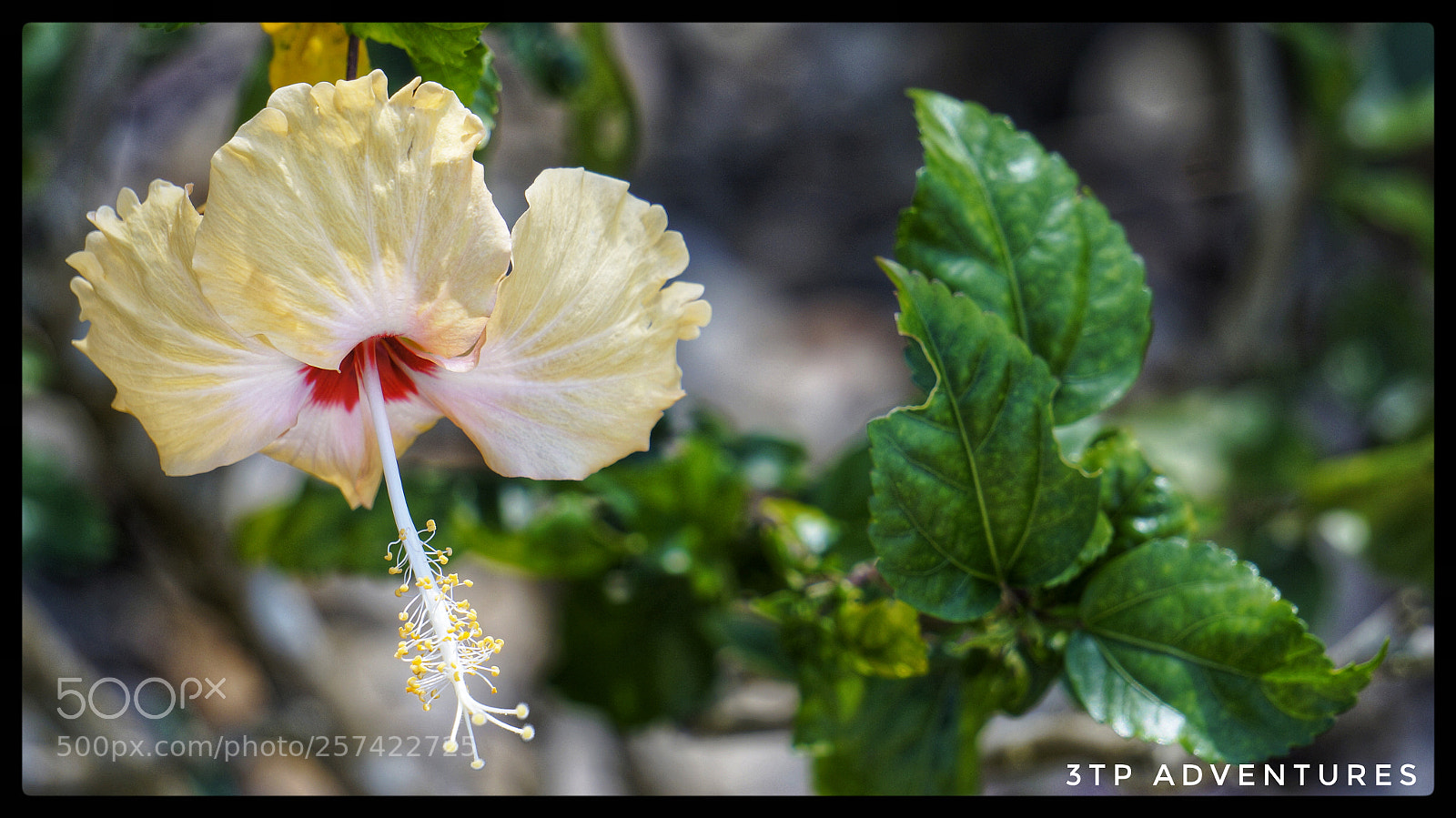 Sony Alpha NEX-5N sample photo. Untitled photography