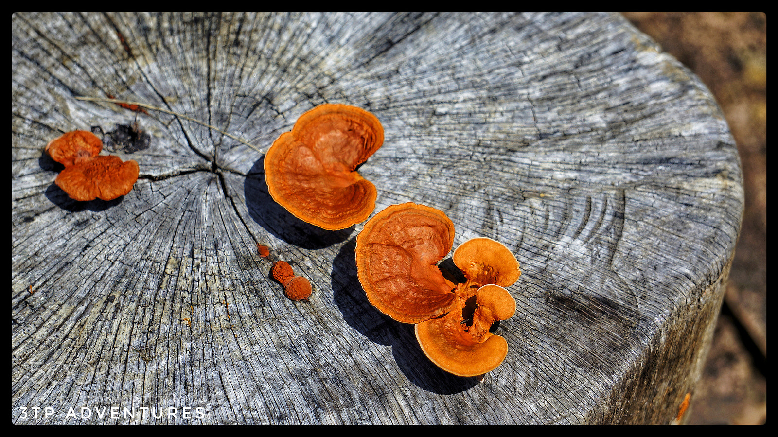 Sony Alpha NEX-5N sample photo. Untitled photography