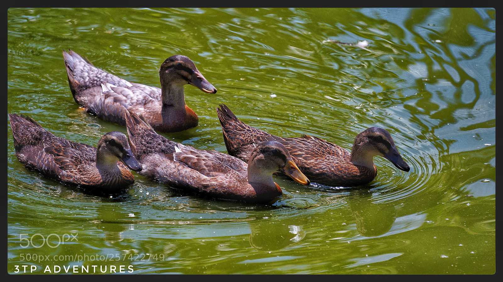Sony Alpha NEX-5N sample photo. Untitled photography