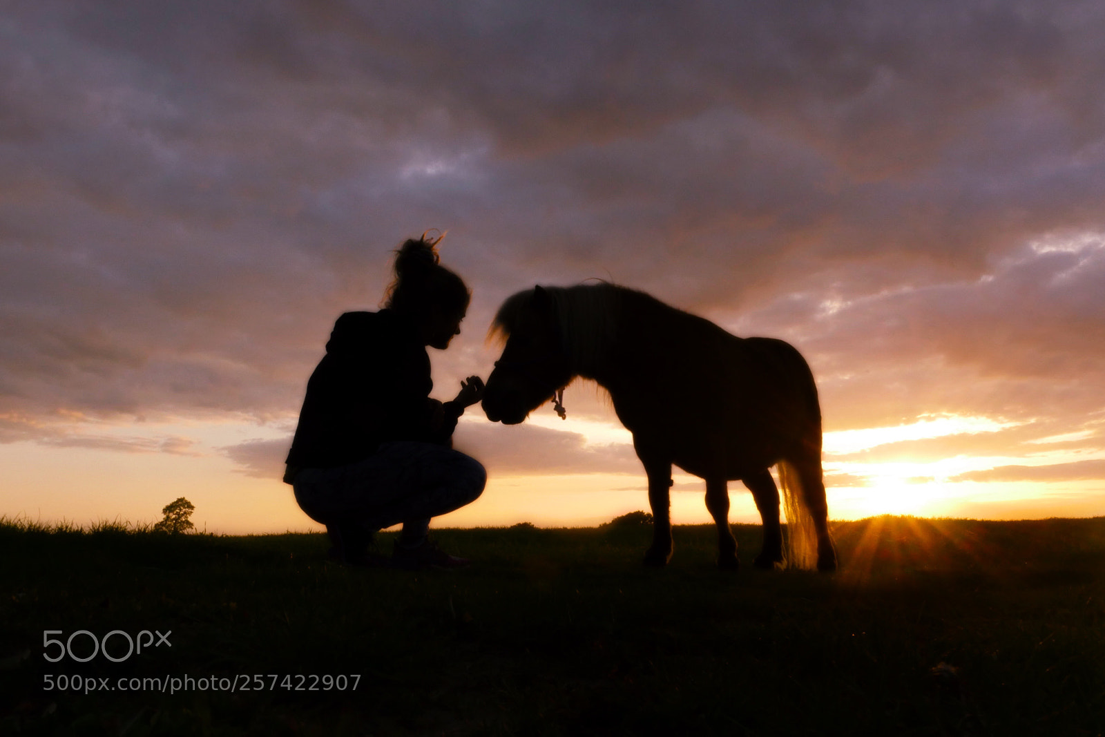 Panasonic Lumix DMC-GH4 sample photo. Brulee at sunset  photography
