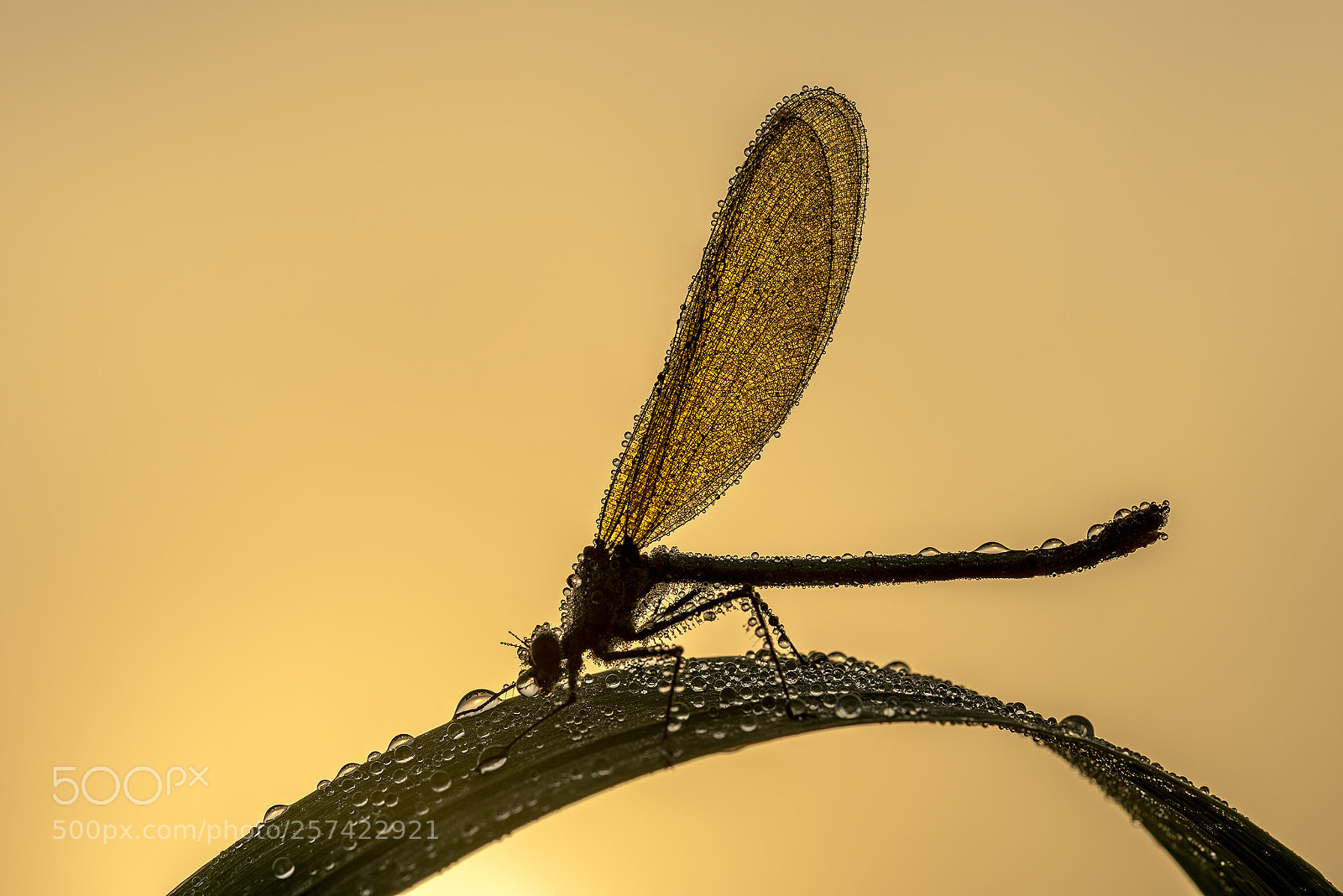 Nikon D750 sample photo. Banded demoiselle at sunrise photography