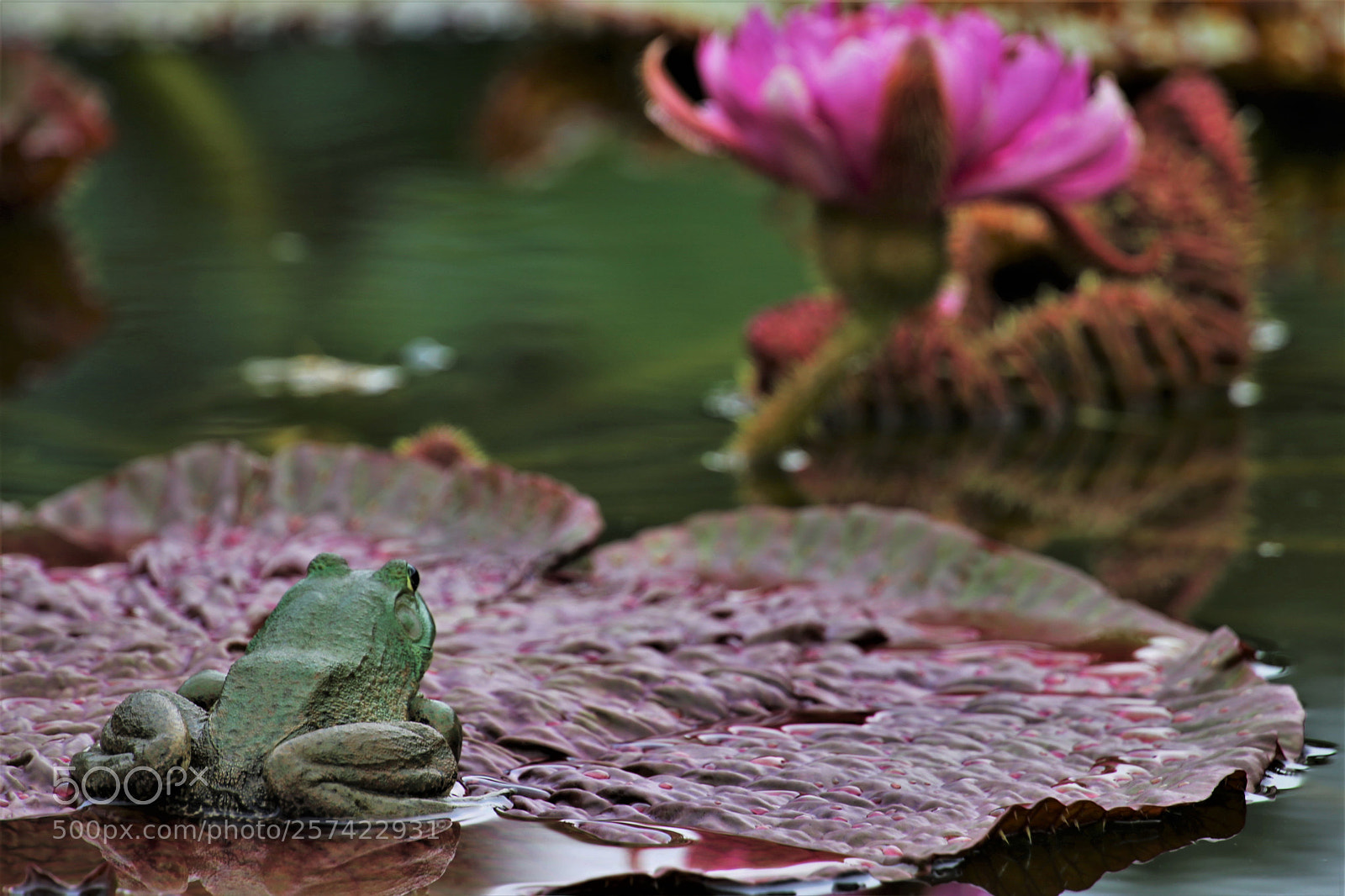 Canon EOS 6D sample photo. Curious frog photography