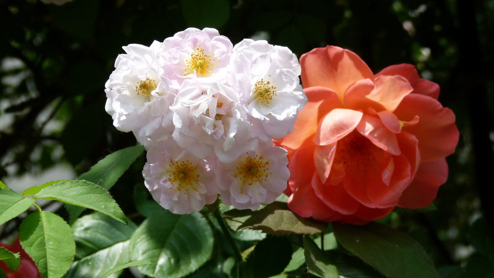 Leica V-Lux 2 sample photo