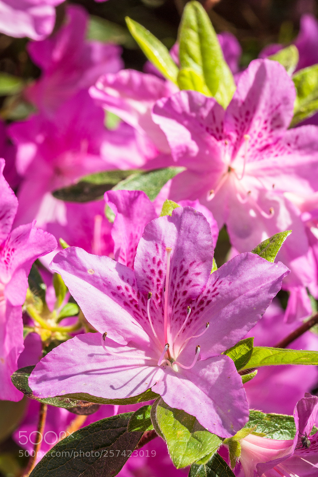 Canon EOS 70D sample photo. Rhododendron photography