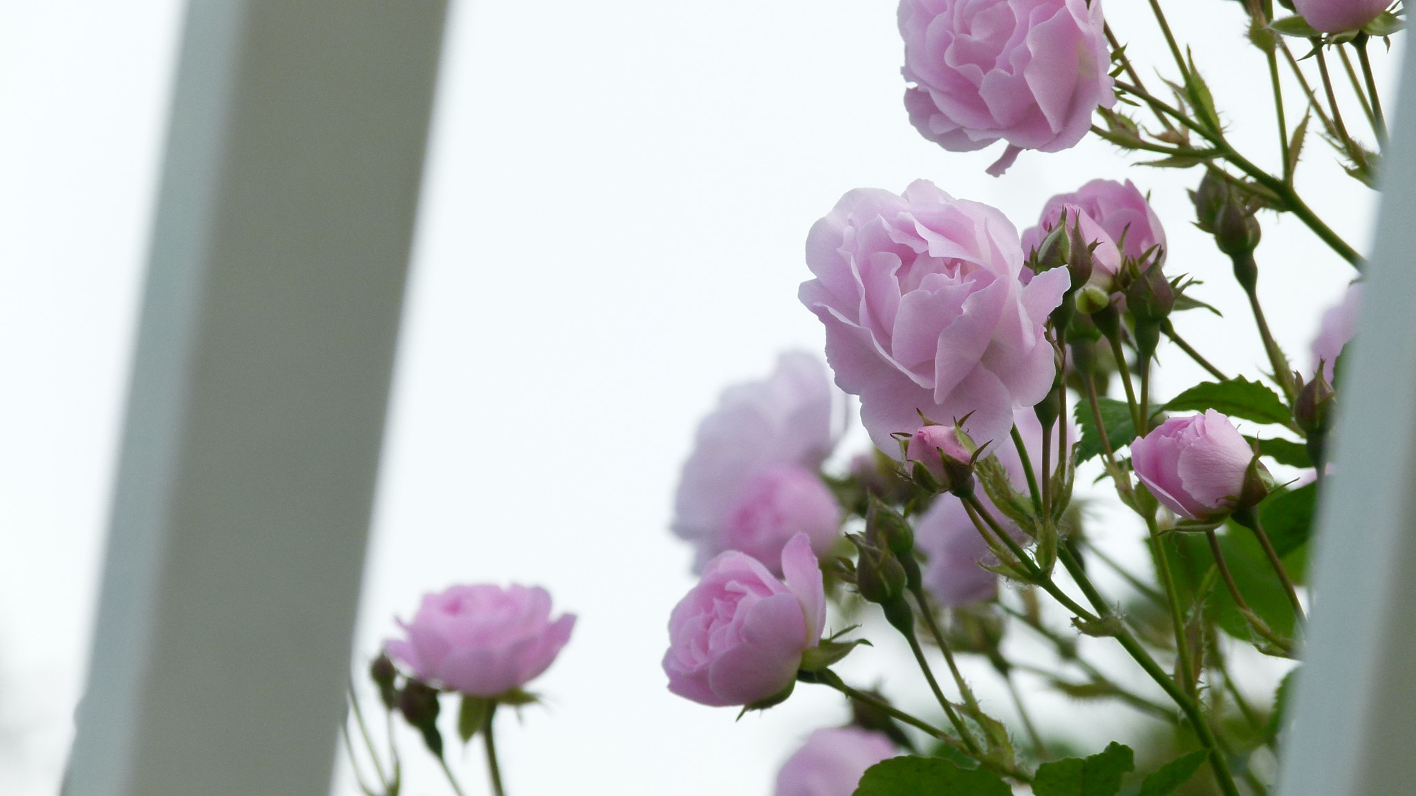 Leica V-Lux 2 sample photo