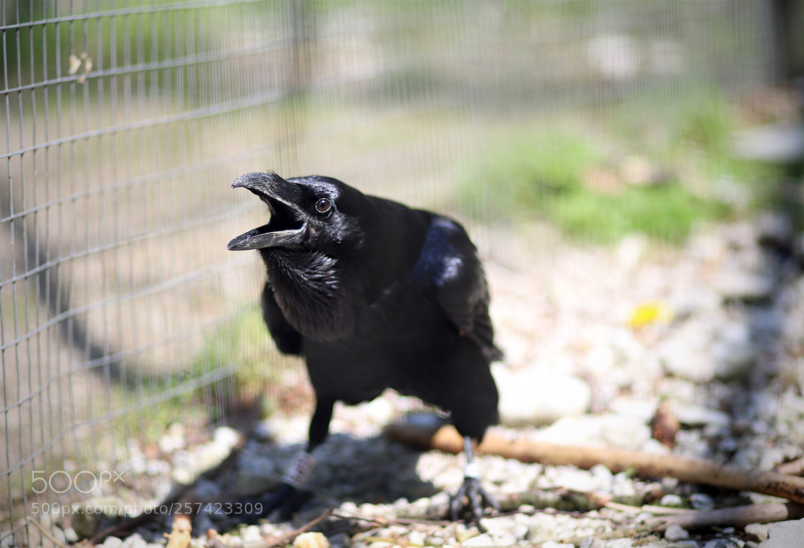 Canon EOS 6D Mark II sample photo. ...let me out!!! photography