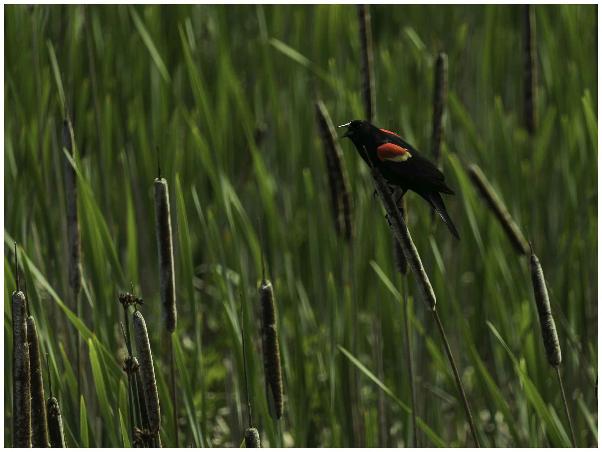 Canon EOS 200D (EOS Rebel SL2 / EOS Kiss X9) sample photo. Redwing blackbird calling photography