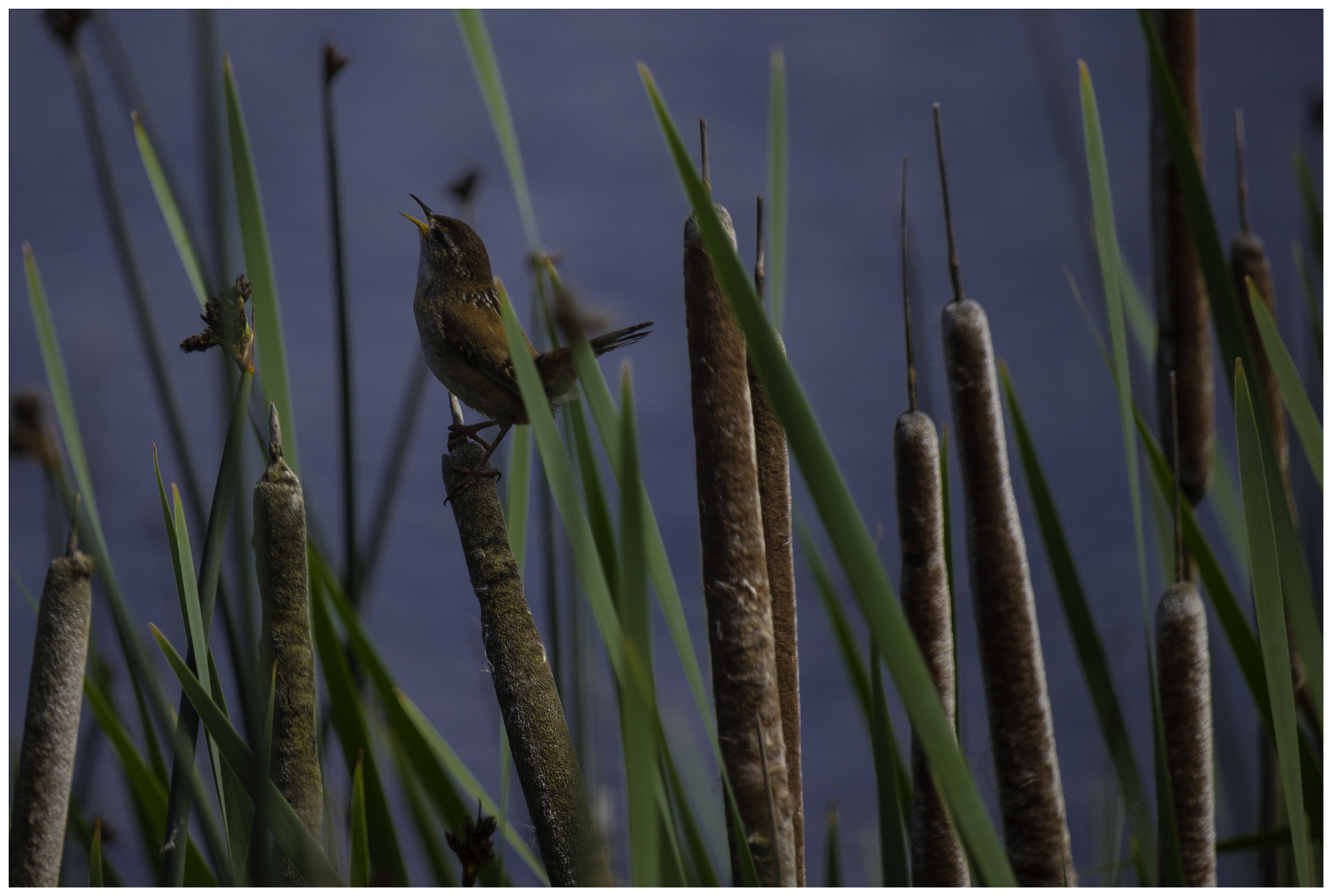 Canon EOS 200D (EOS Rebel SL2 / EOS Kiss X9) sample photo. Brown bird calling photography