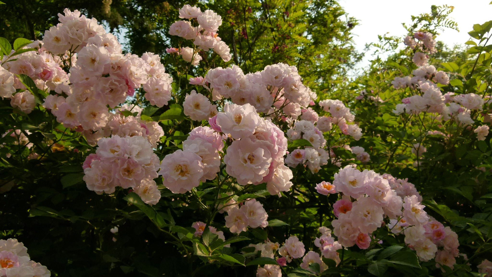 Leica V-Lux 2 sample photo