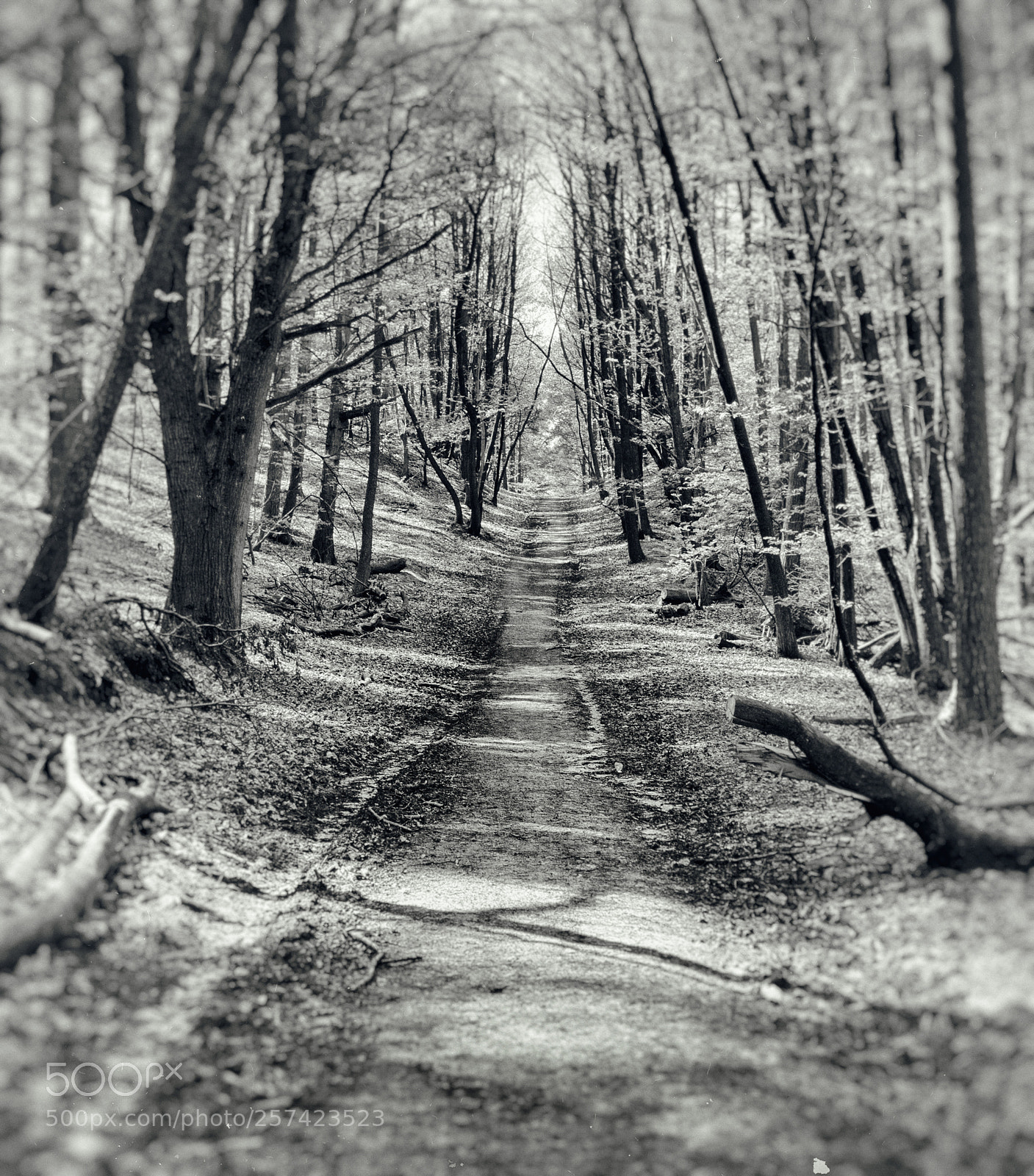 Canon EOS 5D sample photo. Up hill photography