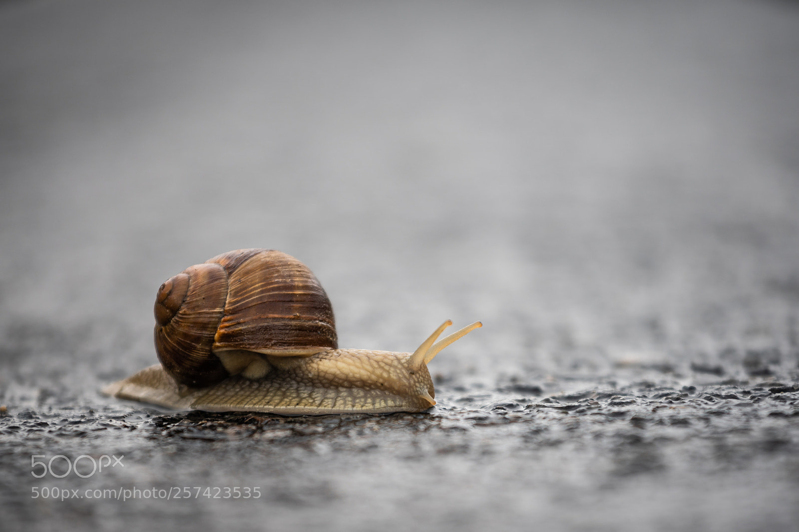 Sony a7R III sample photo. Snail crossing photography