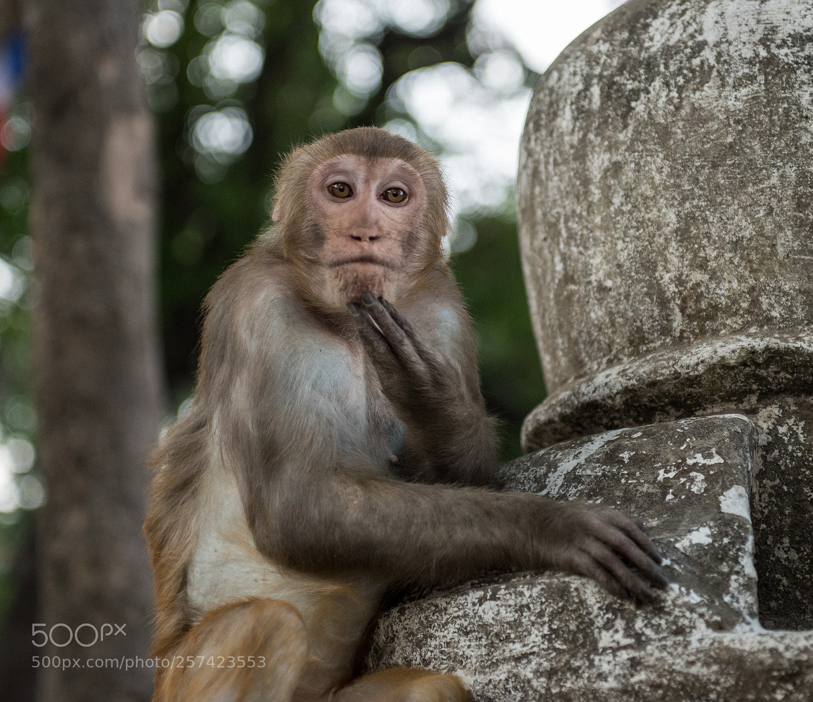 Nikon D810 sample photo. Wild monkey pondering... photography