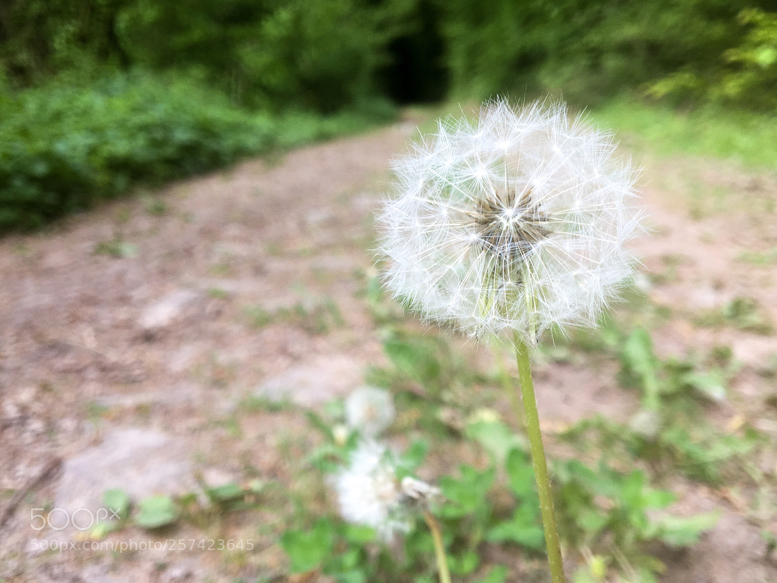 Apple iPhone 6s sample photo. Pusteblume photography