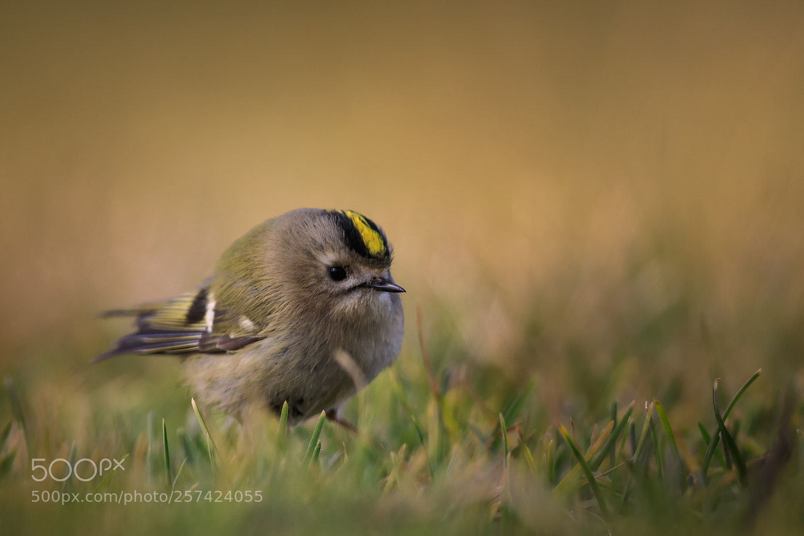 Canon EOS 5D Mark IV sample photo. A small goldcrest in photography