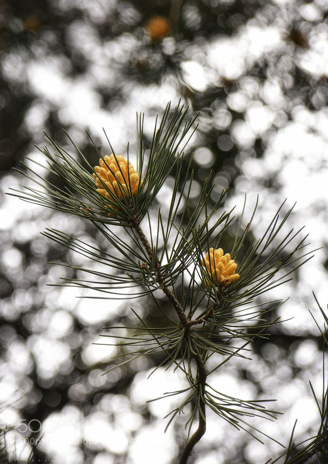 Nikon D7100 sample photo. Sparkle photography