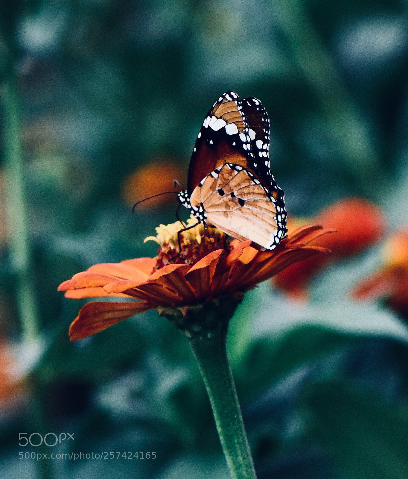 Nikon D850 sample photo. Untitled photography