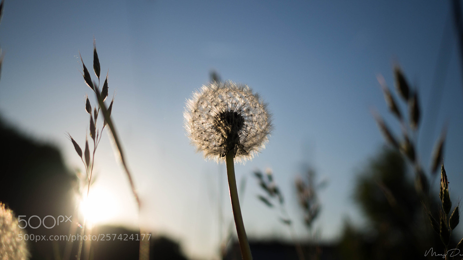 Olympus OM-D E-M10 II sample photo. Dandelion photography