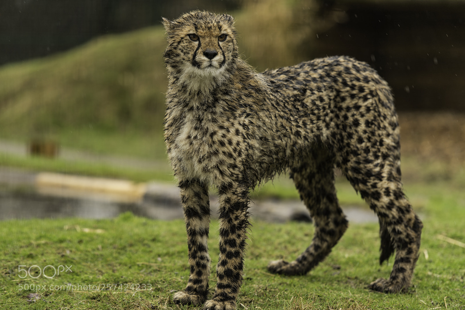 Nikon D5 sample photo. Cheetah series photography
