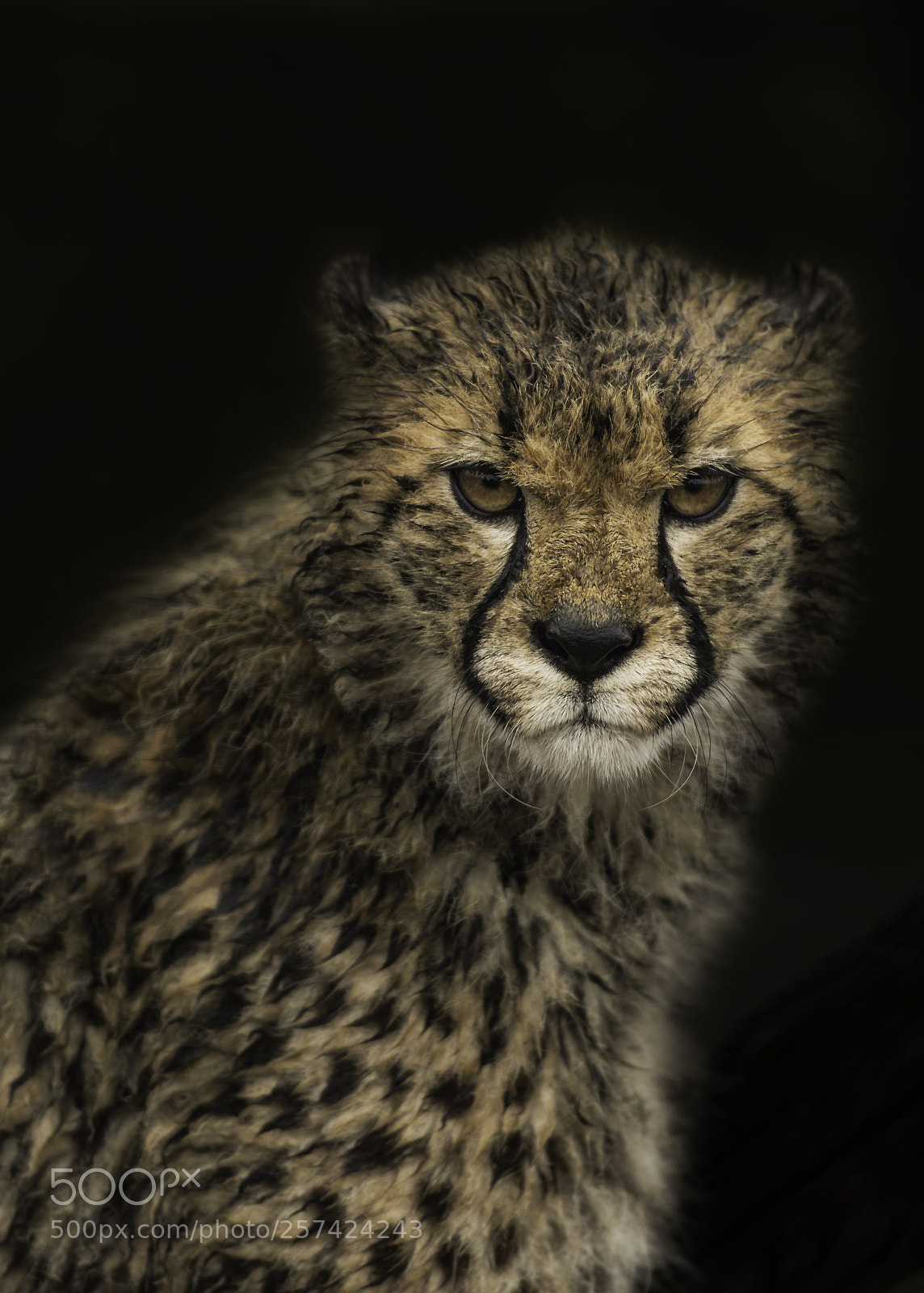 Nikon D5 sample photo. Cheetah series photography