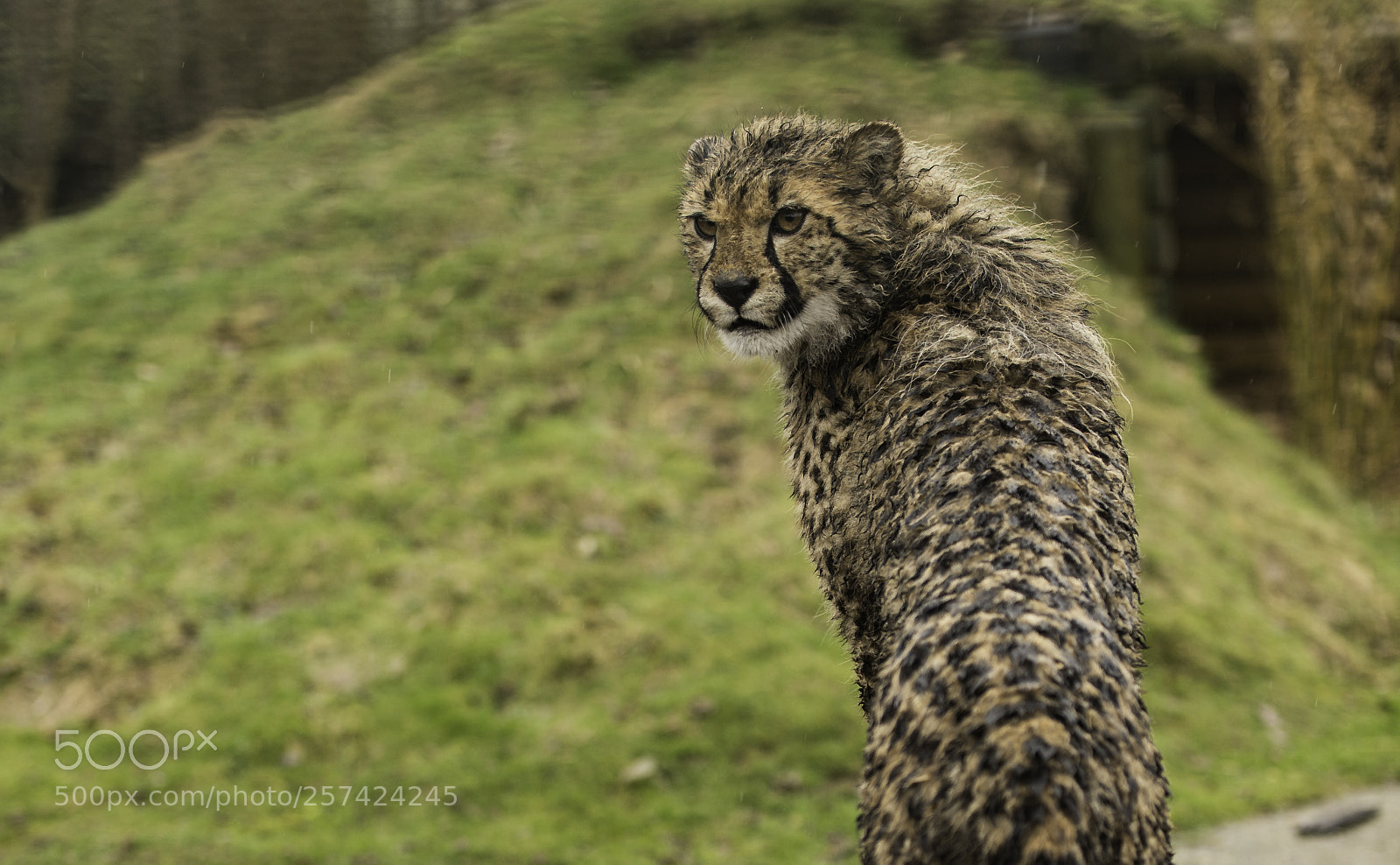 Nikon D5 sample photo. Cheetah series photography