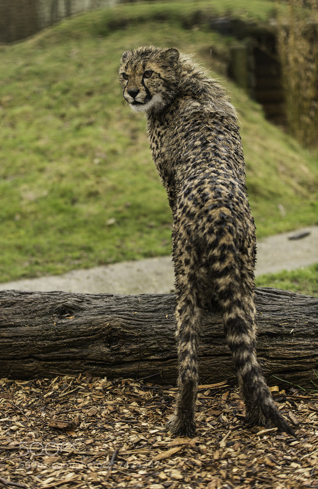 Nikon D5 sample photo. Cheetah series photography