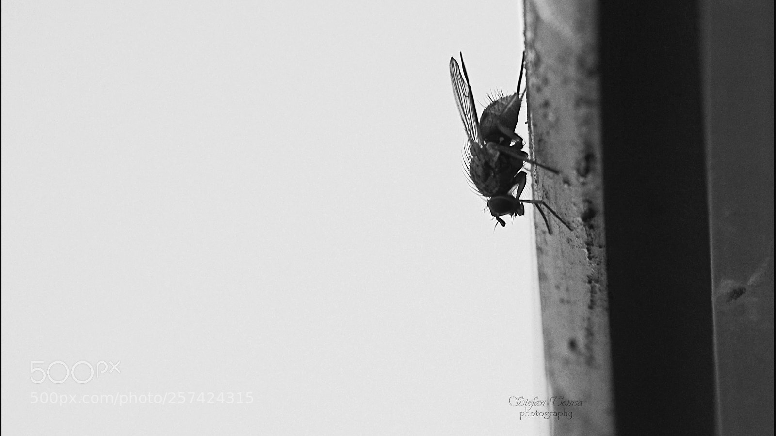 Nikon D5500 sample photo. Just a fly photography