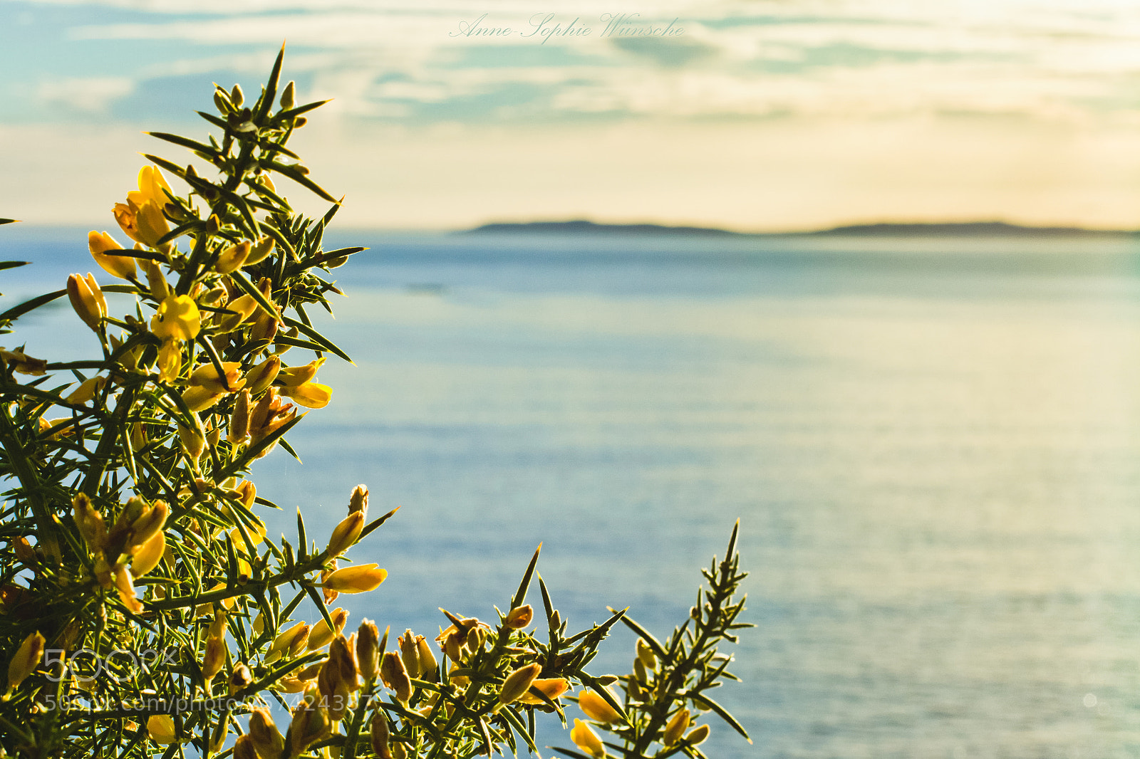 Canon EOS 700D (EOS Rebel T5i / EOS Kiss X7i) sample photo. Flores da mar photography