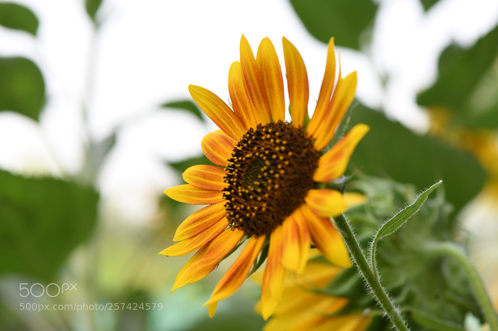 Nikon D850 sample photo. Untitled photography