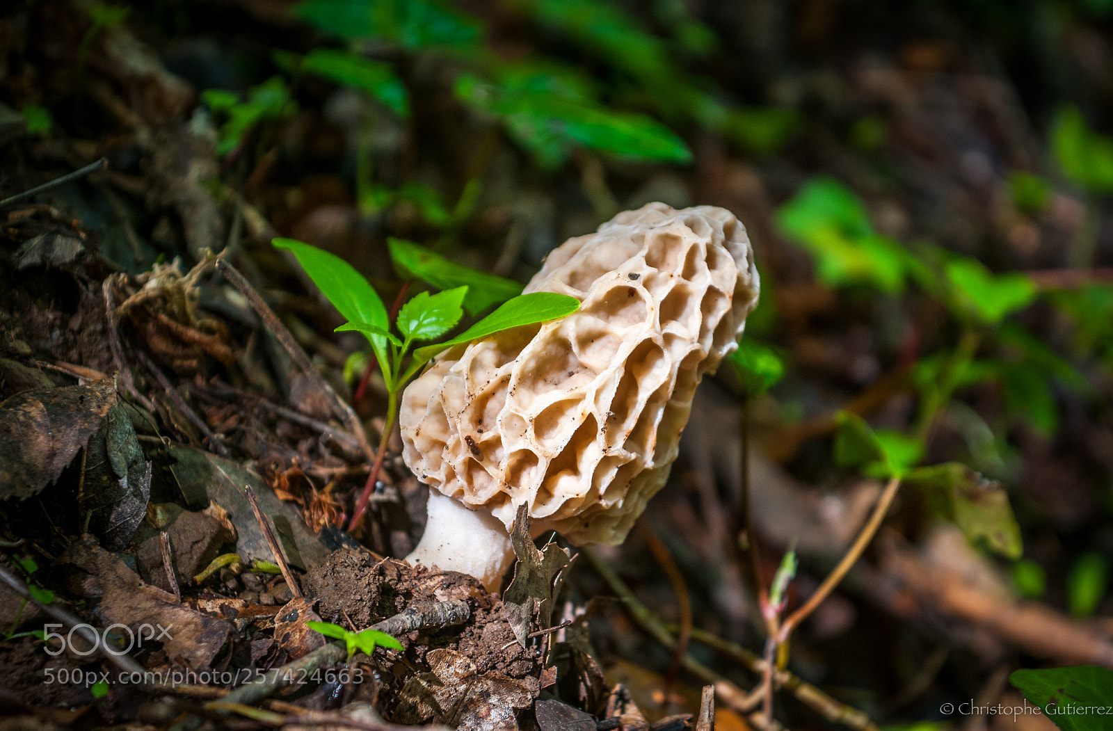 Nikon D300 sample photo. Morille photography