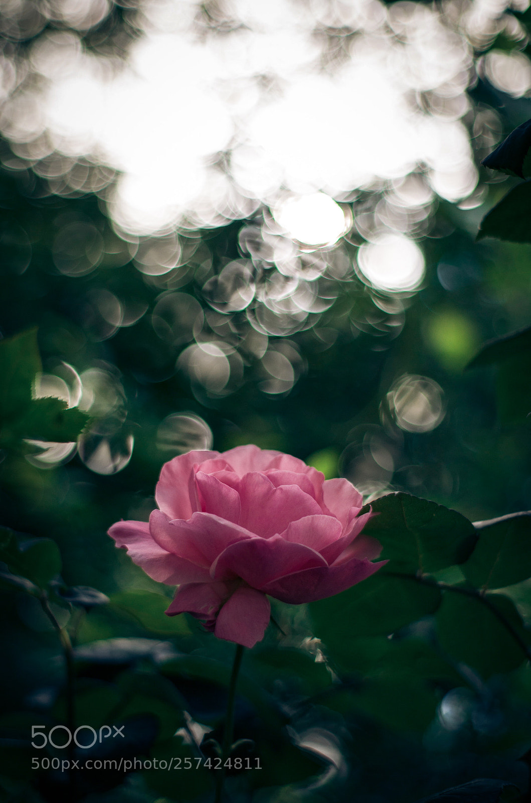 Nikon D5100 sample photo. Bokeh love photography