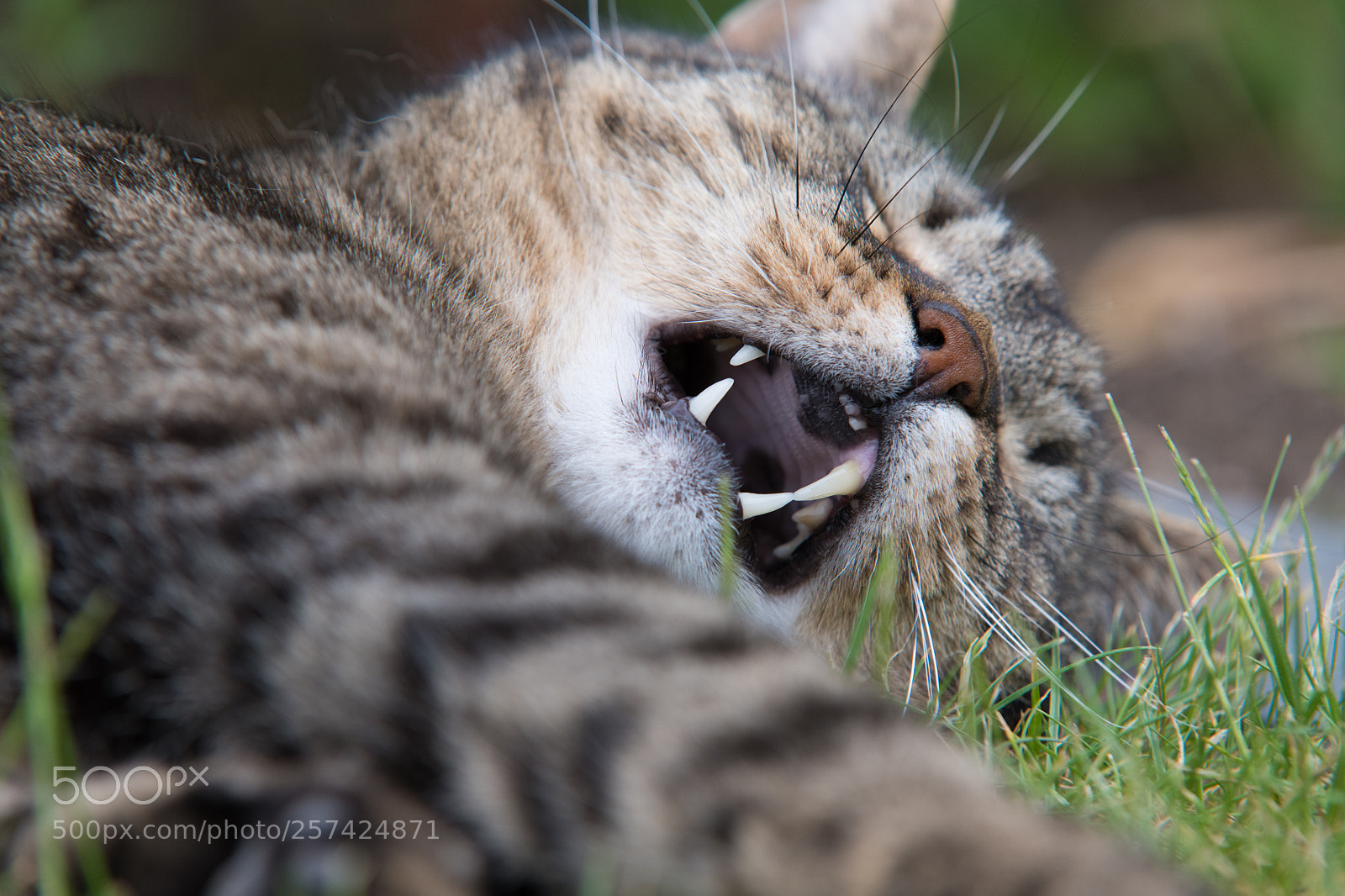 Nikon D850 sample photo. Sleepy yawn photography