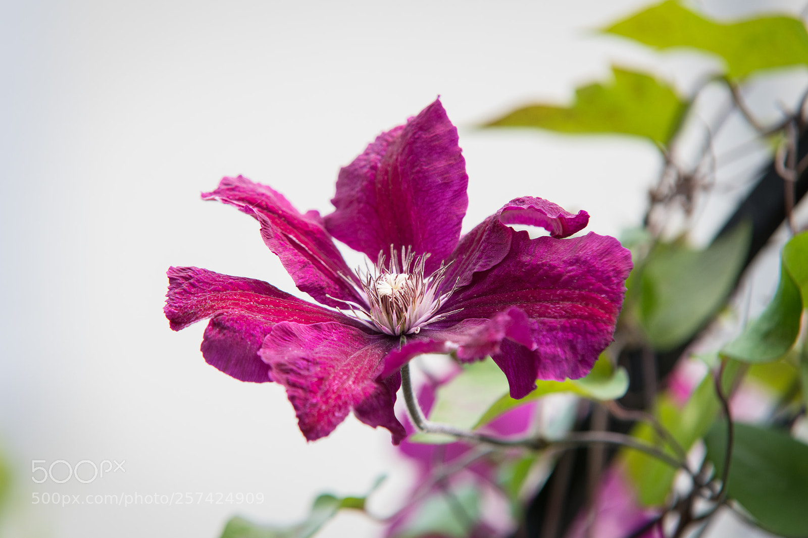 Nikon D850 sample photo. Clematis - waldrebe photography