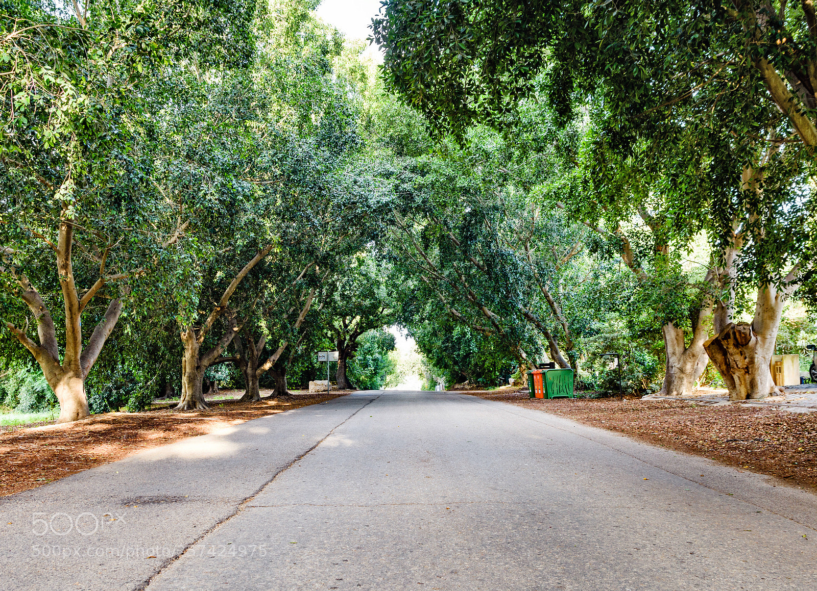 Nikon D7200 sample photo. Road betwen old trees photography