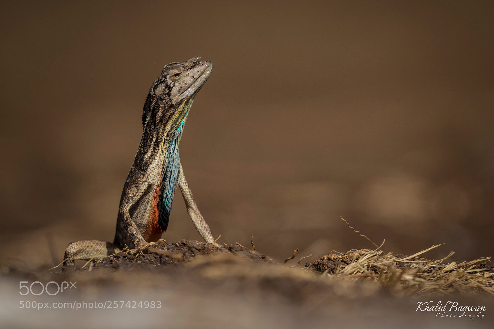Canon EOS 7D Mark II sample photo. Fan throated lizard photography