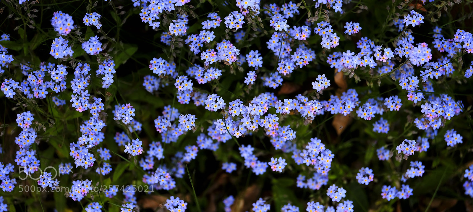 Fujifilm X-H1 sample photo. Abundance of little beauties photography