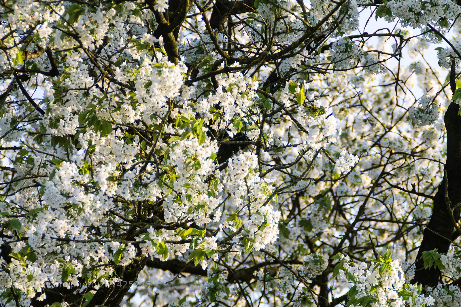 Canon EOS 1100D (EOS Rebel T3 / EOS Kiss X50) sample photo. Cherry blossom photography