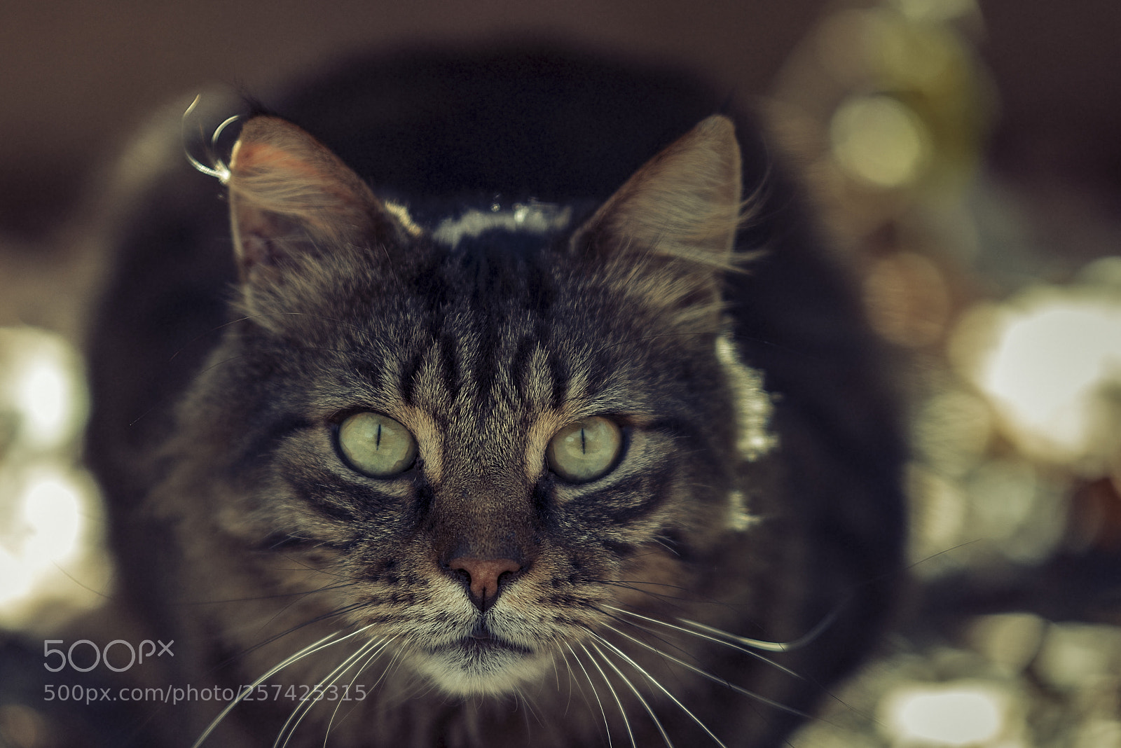Nikon D810 sample photo. Pussycat.... i love you! photography