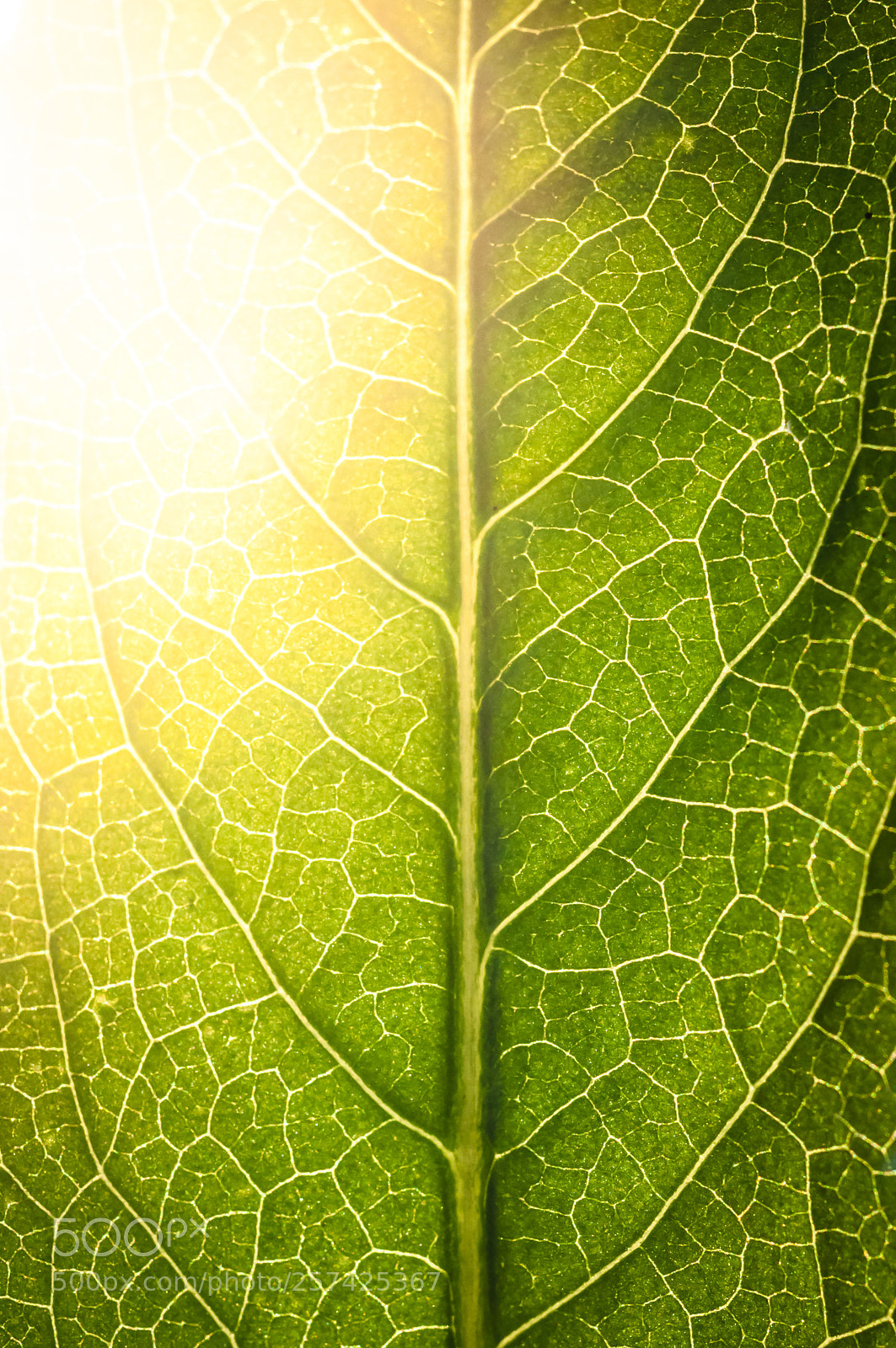 Nikon D5000 sample photo. Leaf texture with light photography