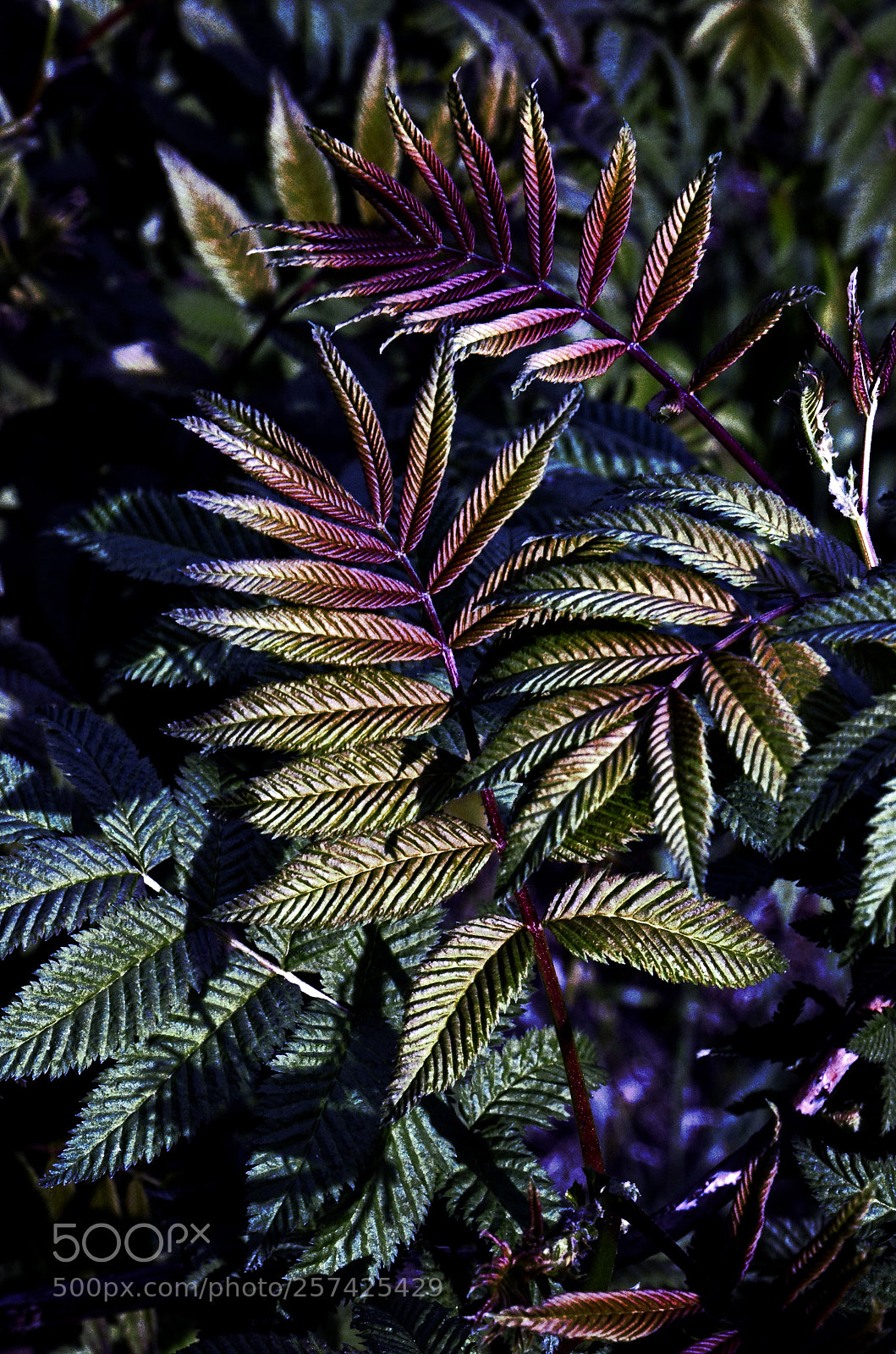 Nikon D7000 sample photo. Psychedelic colors photography