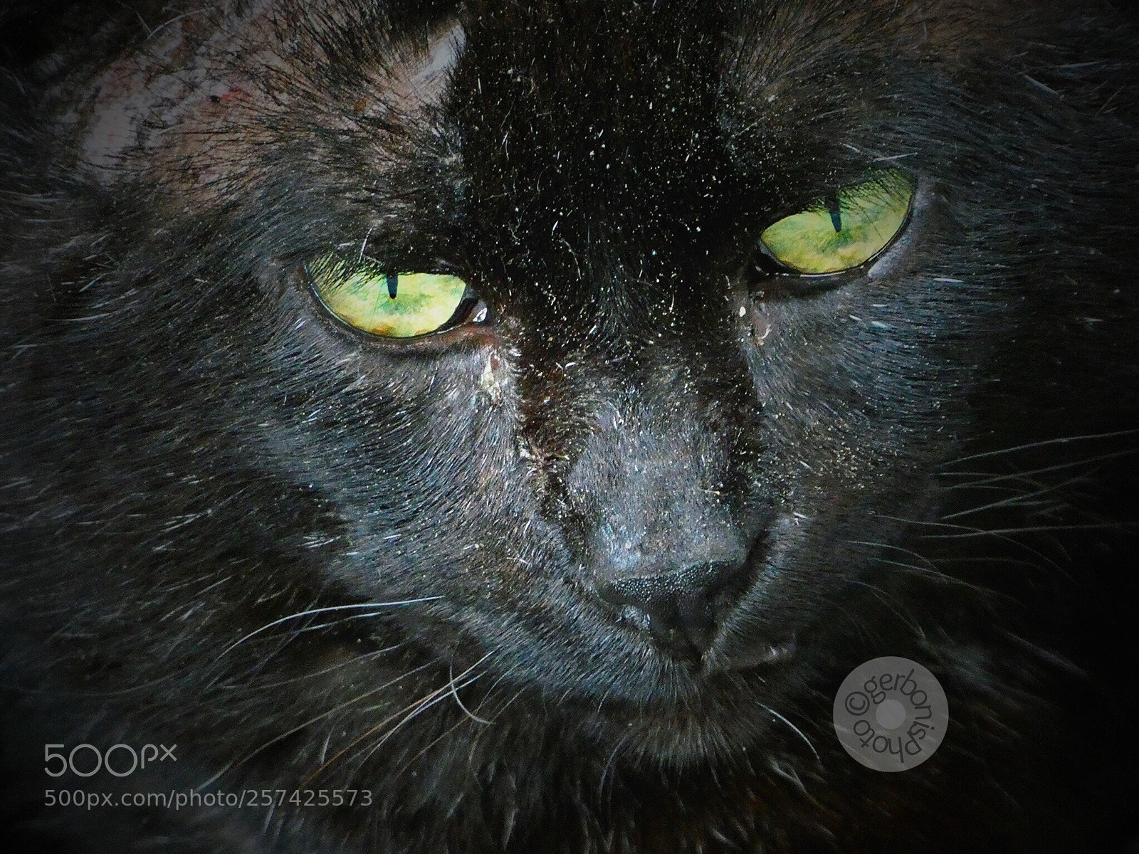 Panasonic Lumix DC-ZS70 (Lumix DC-TZ90) sample photo. A stray black cat photography