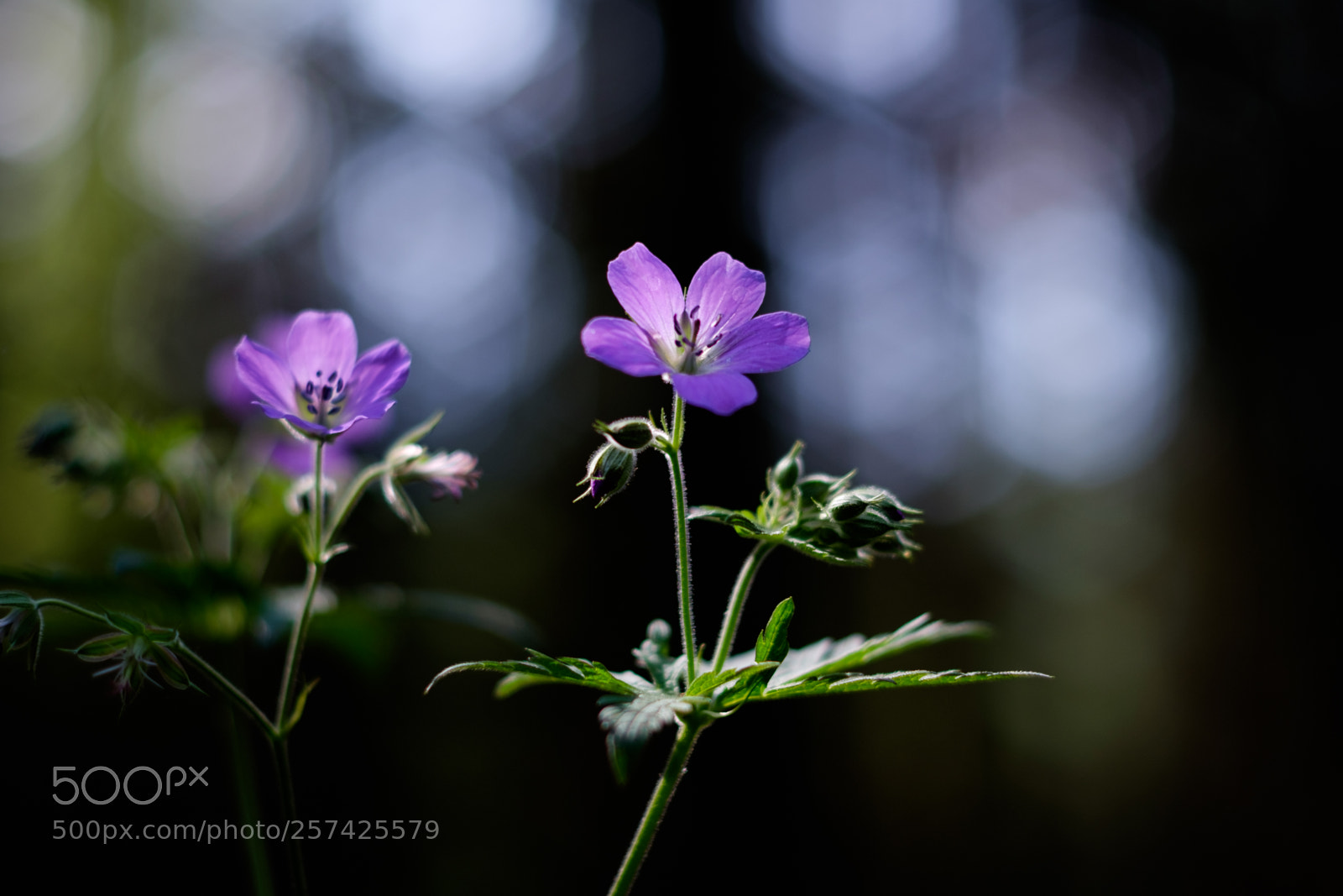Fujifilm X-T1 sample photo. In the spotlight photography