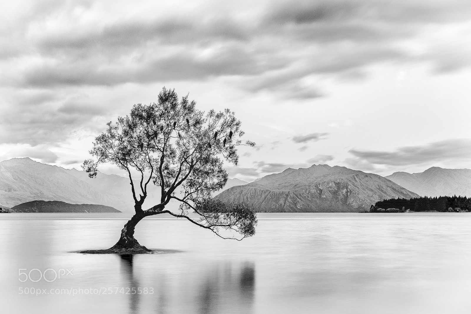 Nikon D800 sample photo. Tree @ lake wanaka photography