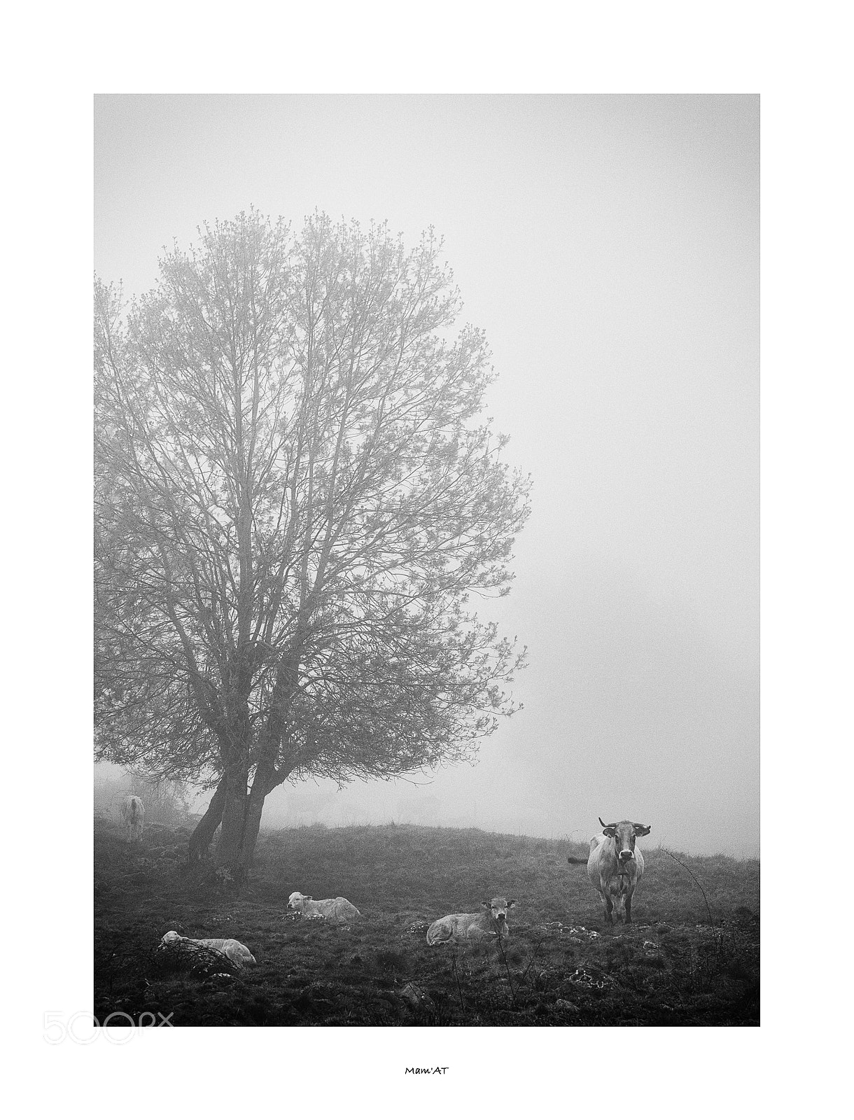 Canon EOS 6D Mark II sample photo. Cows and tree photography