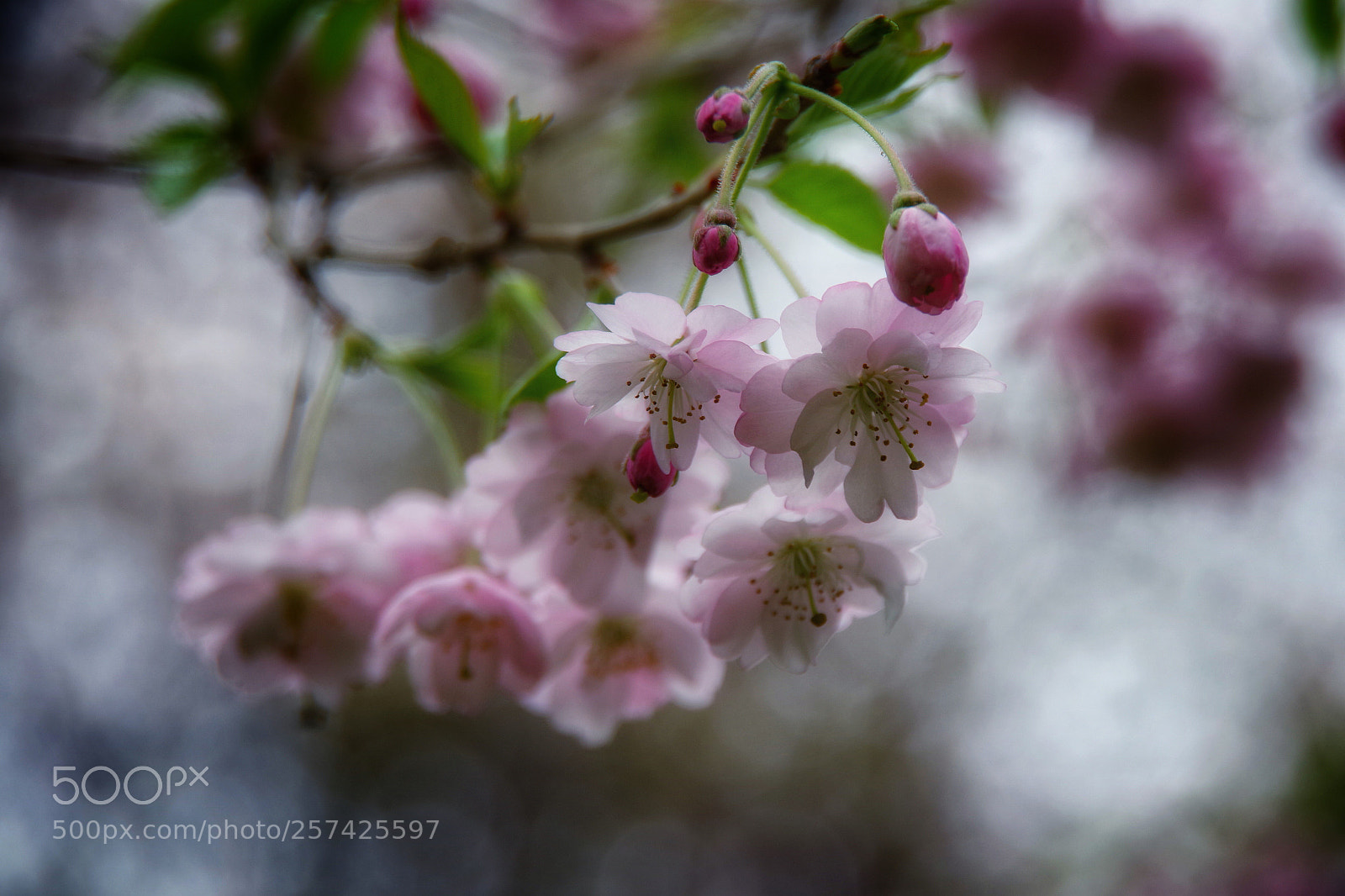 Pentax K-70 sample photo. Double cherry blossom  photography