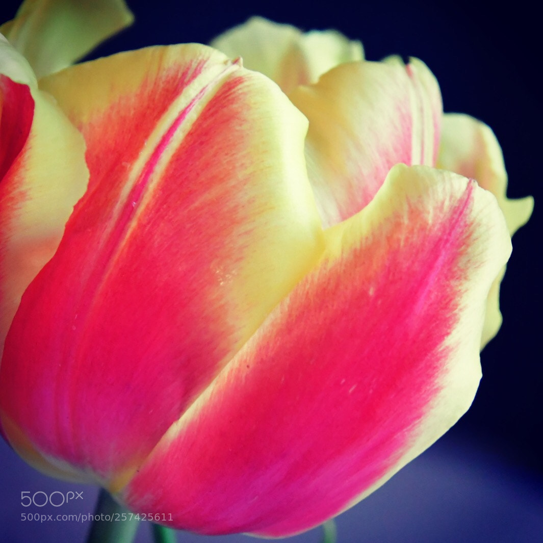 Nikon D7500 sample photo. Tulips edge photography