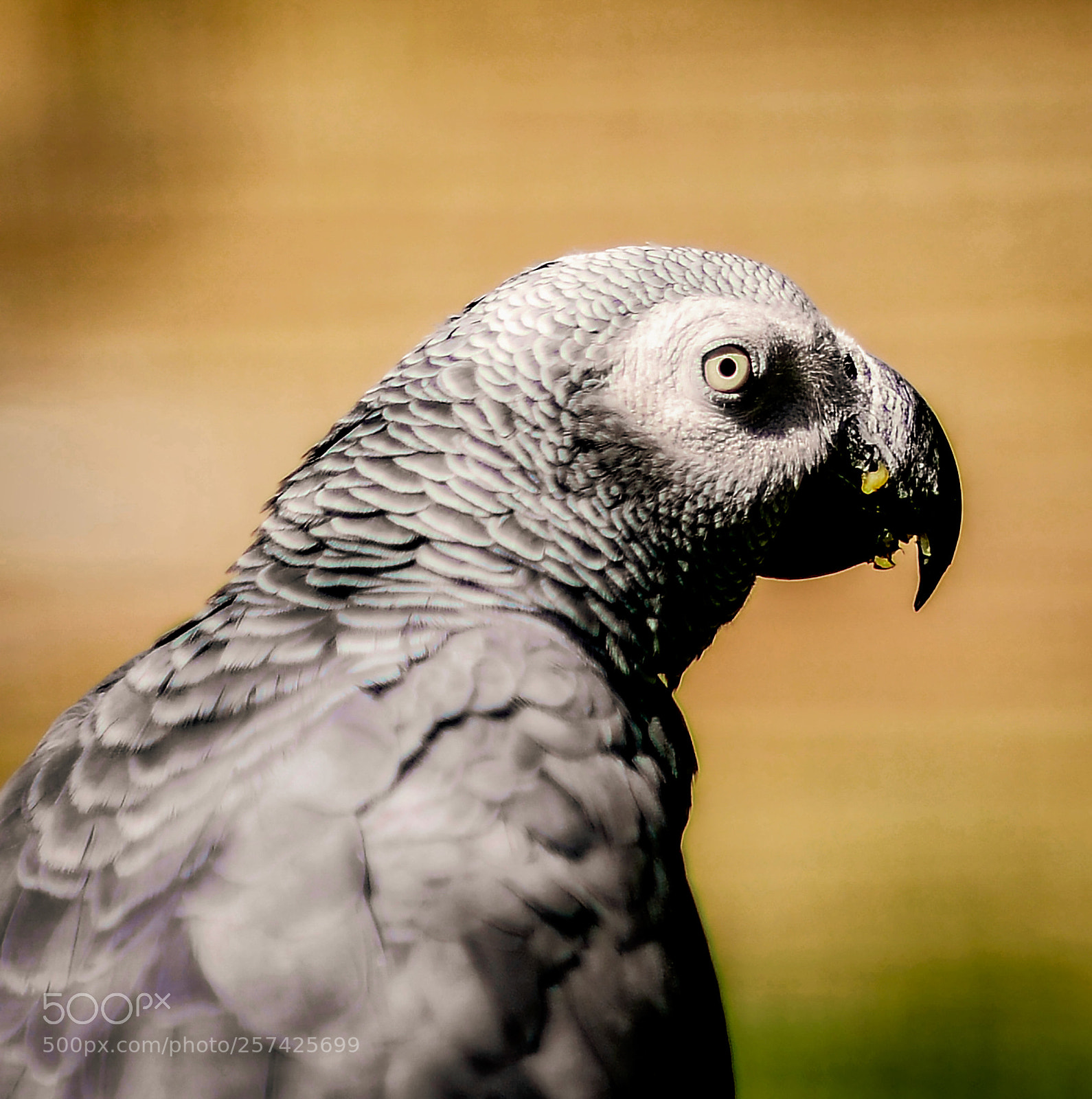 Nikon D800 sample photo. Africangray parrot... photography