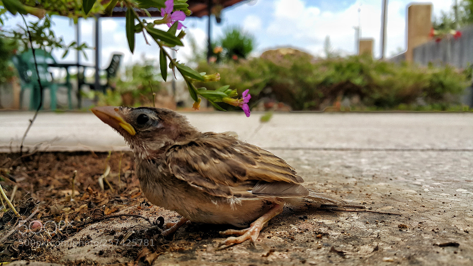 Samsung Galaxy Note4 sample photo. Sparrow bird photography